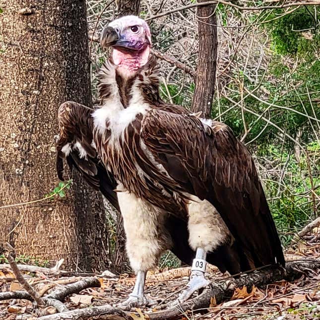 A photo of the deceased lappet-faced vulture Pin looking sideways surrounded by trees.