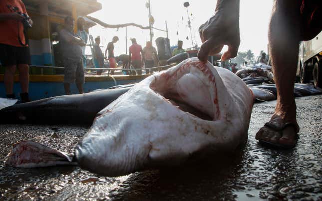 A man checks the mouth of a dead shark next to fishing boats at the dock of the Mirissa Fisheries Harbour in south Sri Lanka.