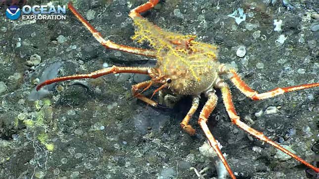crab carrying coral