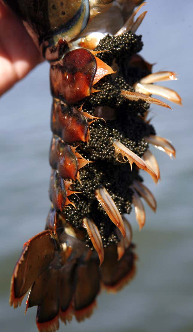 This August 2009 picture shows a female lobster laden with eggs before being released back into the ocean off Long Island near Harpswell, Maine. The Maine Department of Marine Resources announced Monday, March 1, 2010 that Maine lobstermen had a record harvest in 2009, but the value of the catch continued to plunge amid the sour global economy. Lobstermen caught 75.6 million pounds last year, up 8 percent from 2008, but the value of the catch fell $23 million, to $221.7 million. (AP Photo/Pat Wellenbach
