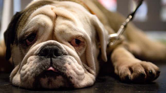 English bulldogs are especially prone to breathing and other health problems due to their unique body and facial shape created through breeding. 