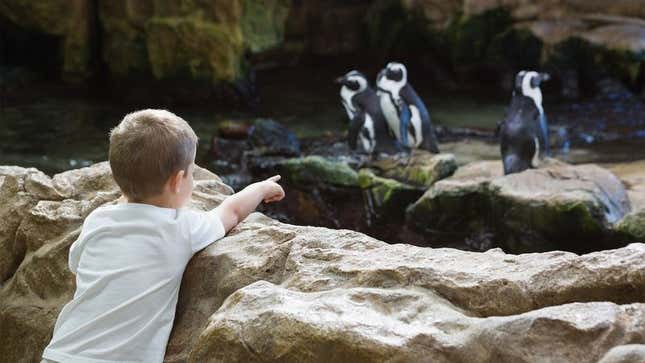 Image for article titled Report: Only 1 In 3 Preschool Graduates Has Necessary Animal Sound Skills Upon Entering Zoo