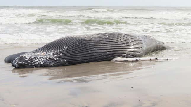 The body of a humpack whale lies on a beach in Brigantine N.J., after it washed ashore on Friday, January. 13, 2023