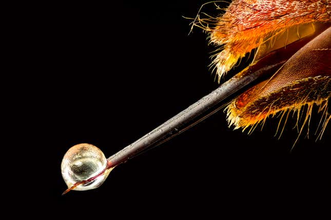 Image for article titled Feather scales, pollen grains, and a single teardrop: what photos of the microscopic world reveal