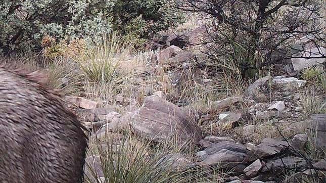 Imagen para el artículo titulado En esta imagen hay un puma acechando a un ciervo. ¿Lo has visto ya?