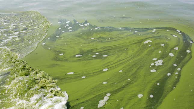 An algae bloom documented in Lake Erie in August 2014