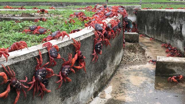  Red crabs are seen walking in a drain on November 23, 2021 in Christmas Island.