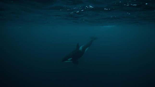Imagen para el artículo titulado Dos orcas cerca de Sudáfrica están en guerra con los grandes tiburones blancos