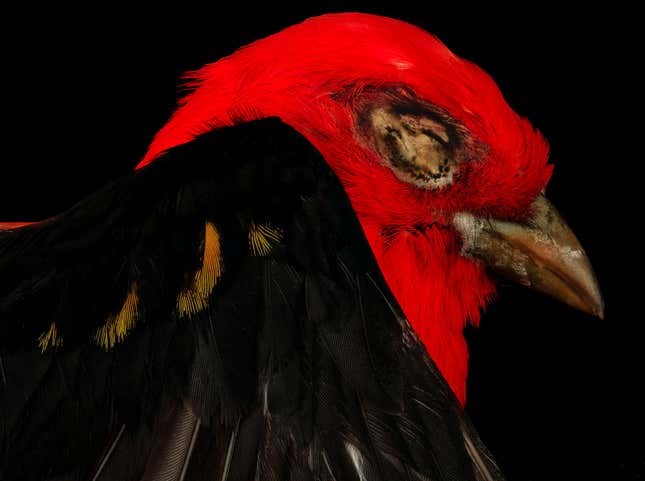 Image for article titled Glass architecture is killing millions of migratory birds