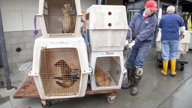 epa04736357 (07/20) A volunteer moves incoming malnourished and dehydrated sea lion pups that have been stranded along the northern California coast to their new temporary pens at the Marine Mammal Center in Sausolito, California, USA, 21 April 2015. Wildlife services in California are being pushed to their limits this year. Since January 2015, every month has set a record in sea lion 'strandings', mostly sea lion pups, according to the National Oceanic and Atmospheric Administration. EPA/PETER DASILVA PLEASE REFER TO ADVISORY NOTICE (epa04736350) FOR FULL FEATURE TEXT