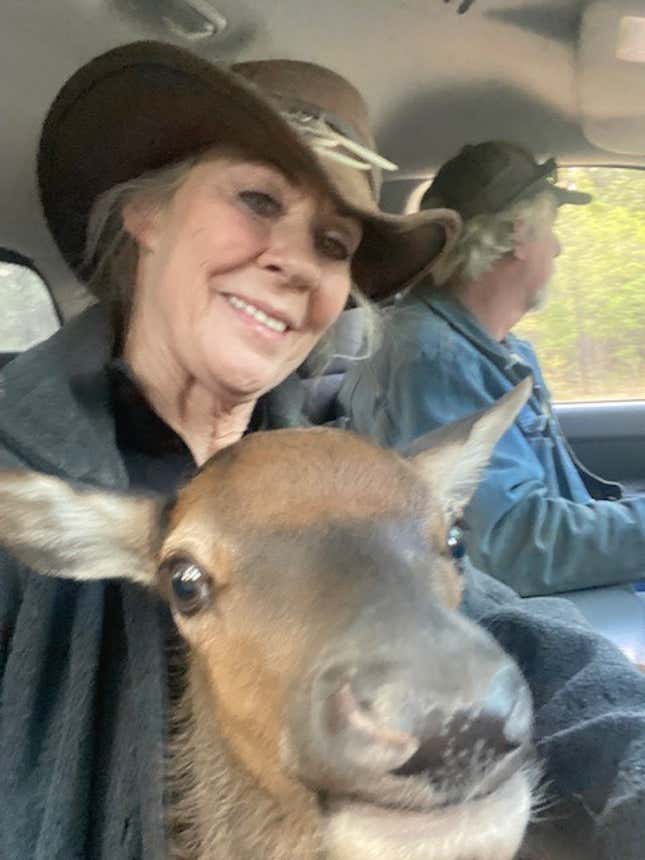 Calf Canyon New Mexico Firefighters Rescue Adorable Elk Calf