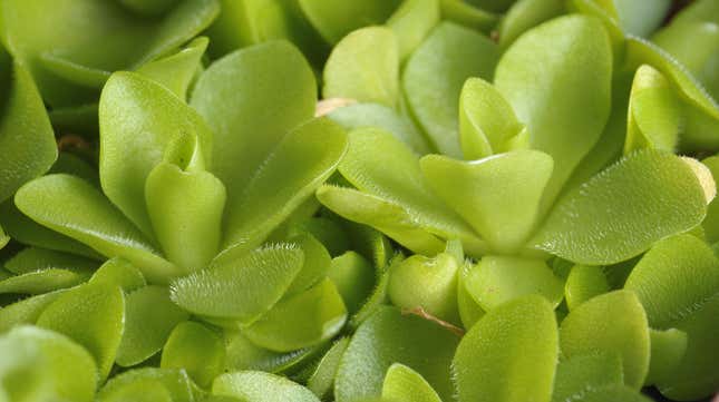 Image for article titled This Mexican Butterwort Plant Can Help Solve Your Gnat Problem