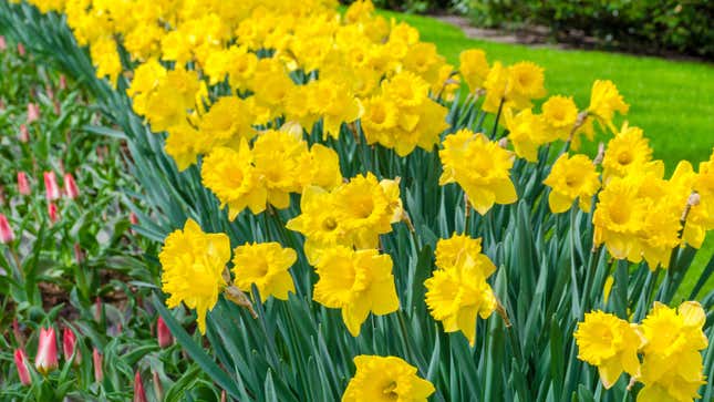 Side view photo of a row of daffodils in full bloom.