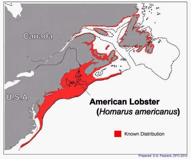 The range of the American lobster.