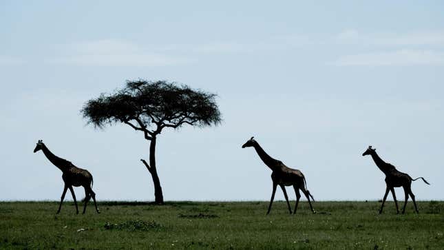 Giraffes walk in the Mara Triangle, the northwestern part of Masai Mara National Reserve managed by nonprofit organization Mara Conservancy, in southern Kenya.