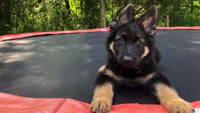 Un experimento con cachorros muestra cómo los perros conectan con los humanos desde su nacimiento
