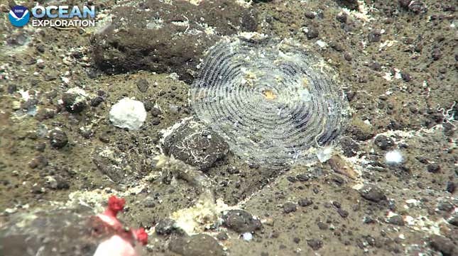 Sea snail eggs