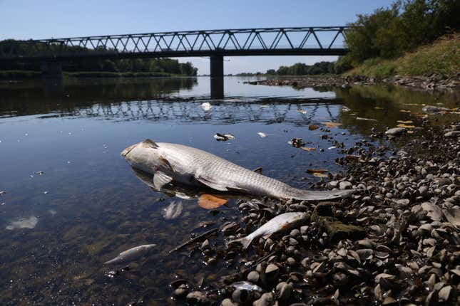 Fish lie dead on the western bank of the Oder River on August 12, 2022 at Hohenwutzen, Germany.