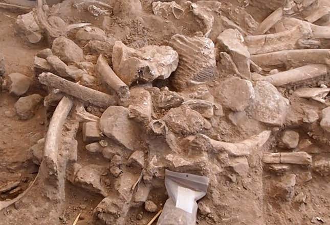 The recently discovered pile of mammoth bones in New Mexico.