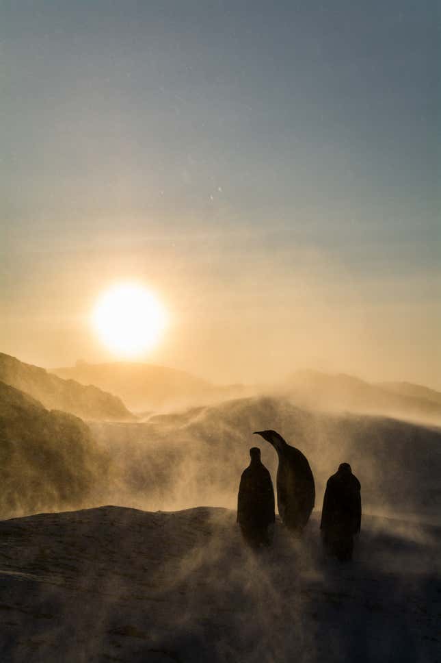 Emperor penguins looking towards the sun shining over Antarctica.