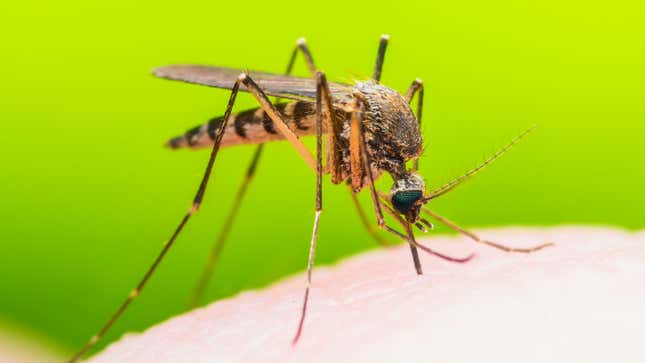 A closeup photo of a mosquito biting someone