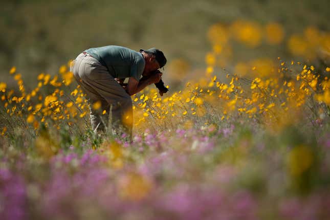 Image for article titled California’s colorful super blooms, in pictures