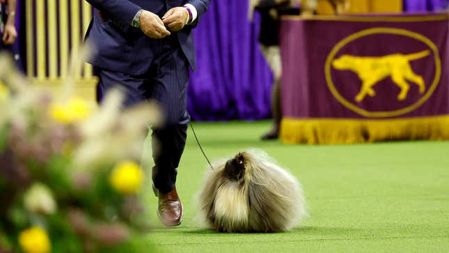 Image for article titled Pekingese Gasps For Breath As Westminster Dog Show Goes Into Double Overtime