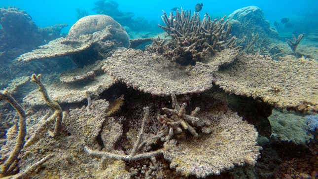 Image of killed by bleaching on Zenith Reef, on the northern Great Barrier Reef in Australia.
