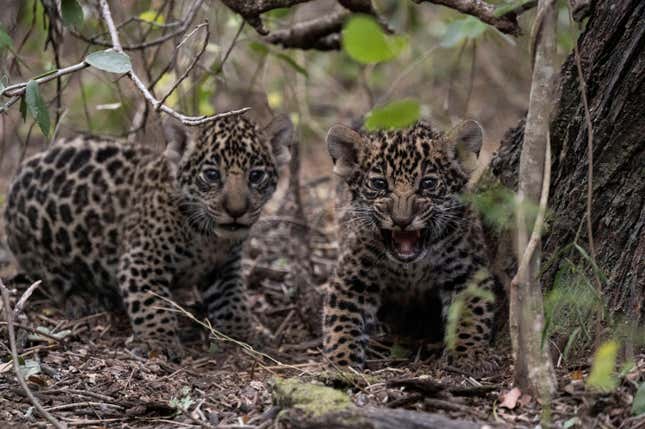 Two jaguar (Panthera onca) cubs born in semi-captivity are pictured at the Impenetrable National Park in Chaco, Argentina.