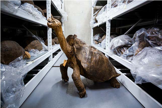Imagen para el artículo titulado La tortuga gigante 'extinta' se estaba relajando en una isla