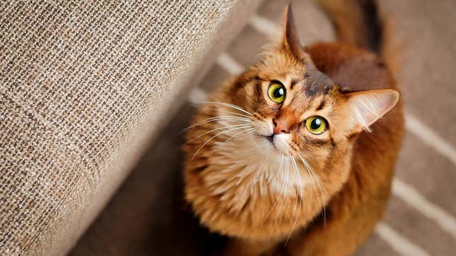 Image for article titled Things Every Cat Owner Wished They’d Known Before Adopting
