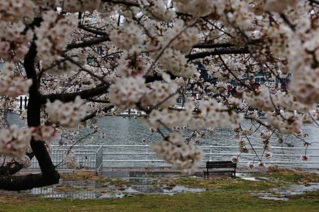 Photo of cherry blossom tree and bench