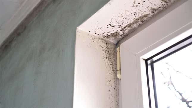 Image for article titled Check These Spots in Your House for Hidden Mold