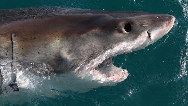 An open-mouthed great white shark breaches the surface of the water.