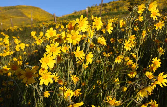 A close-up of wildflowers on Carrizo Plain National Monument on April 13, 2023 near Santa Margarita, CA.