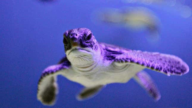A green sea turtle hatchling swimming in a tank at the turtle conservancy section of Aquaria KLCC in Kuala Lumpur, Malaysia.