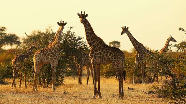 A tower of giraffes in Botswana in 2010.
