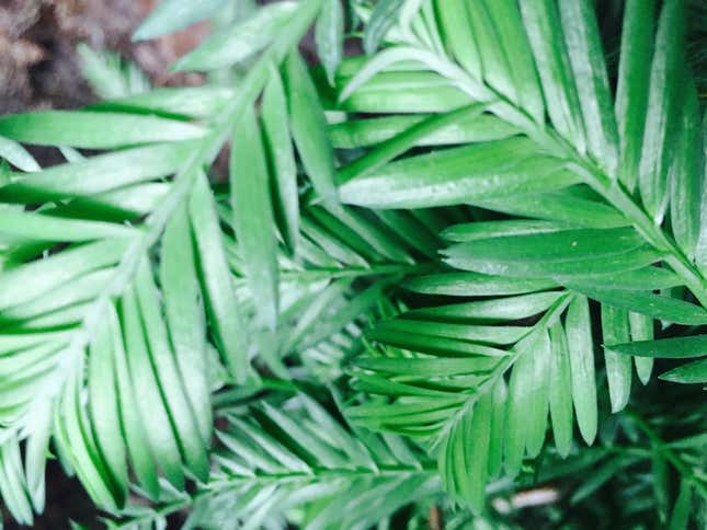 Evergreen leaf.