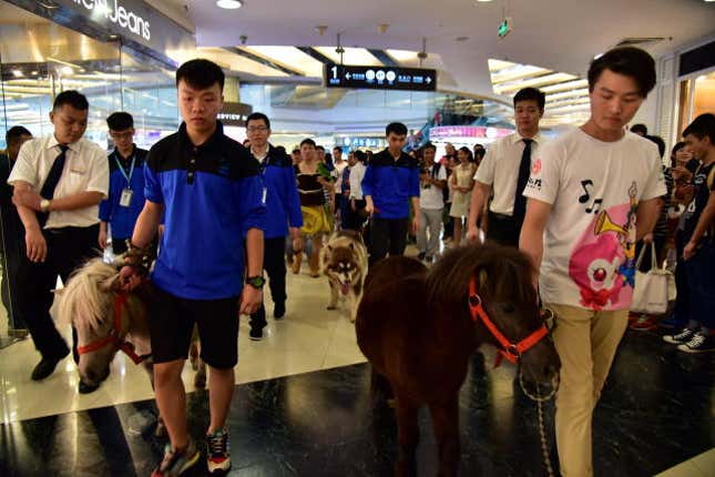 Two horses and an Alaskan Malamute walking in the mall.