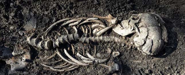 Imagen para el artículo titulado Descubren en Suecia siete tumbas con esqueletos bien conservados de bebés vikingos gemelos
