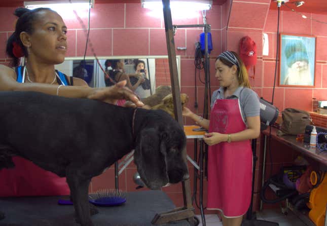 Anitée, right, studied veterinary medicine. Now she works as a groomer at iDog.