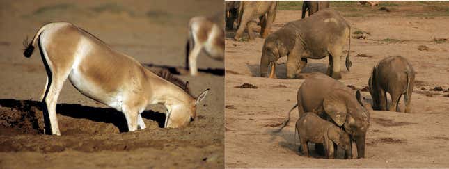 Otra megafauna también cava pozos, incluidos los kulanos en Asia central y los elefantes africanos