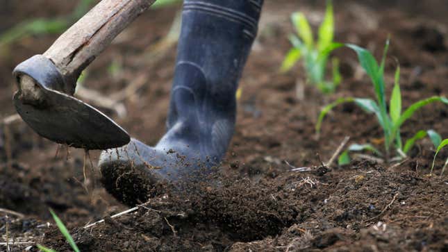 A worker turns soil containing biochar in a corn field at the Villa Carmen Biological Station in Pilcopata, Cusco.