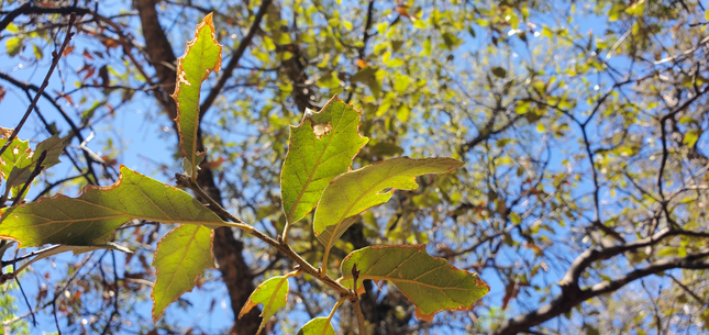 Quercus Tardifolia-Blätter