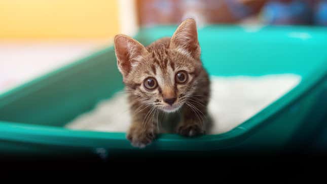 This kitten wants to reduce harmful greenhouse gases.