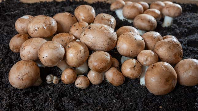 Mushrooms growing in dirt.