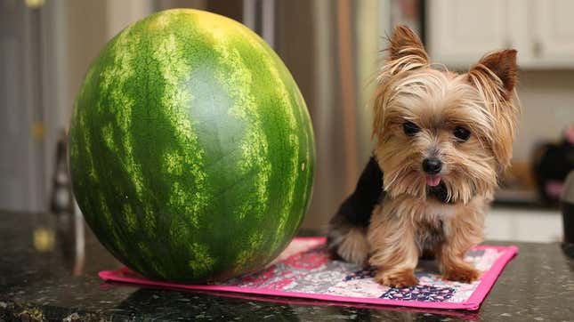 Small dog sitting on a countertop next to a watermelon, which dwarfs the dog
