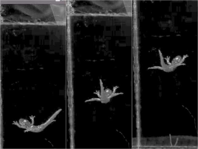 Imagen para el artículo titulado El vídeo más increíble que vas a ver hoy: una salamandra en posición de paracaidismo en caída libre
