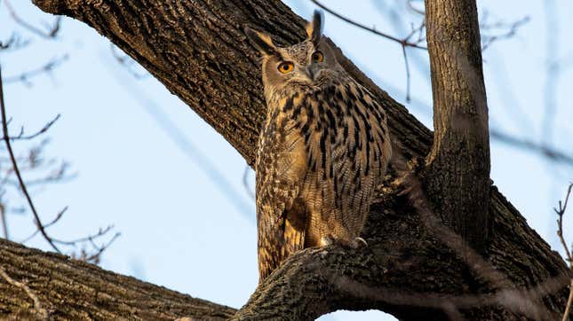 Flaco, a Eurasian eagle owl that escaped from the Central Park Zoo, continues to roost and hunt in Central Park, February 15, 2023 in New York City.