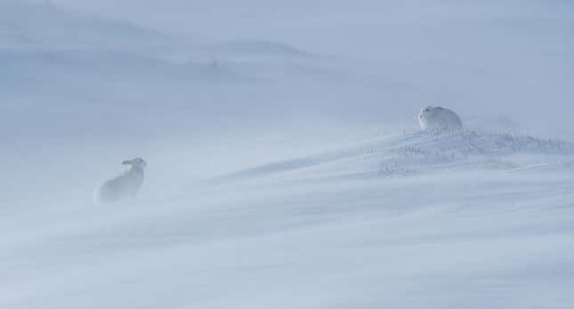 Two hares in the frigid landscape of Cairngorms, Scotland.